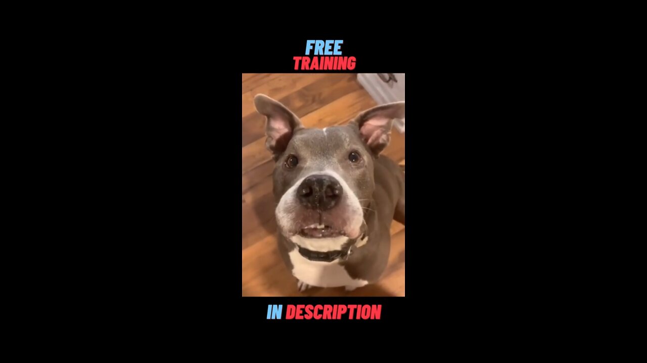 Funny dog reaction//Funny dog reaction//viral video🤣