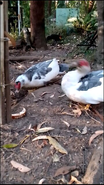 Hello Beautifuls!!😍🦆🦆🦃🦆🥰