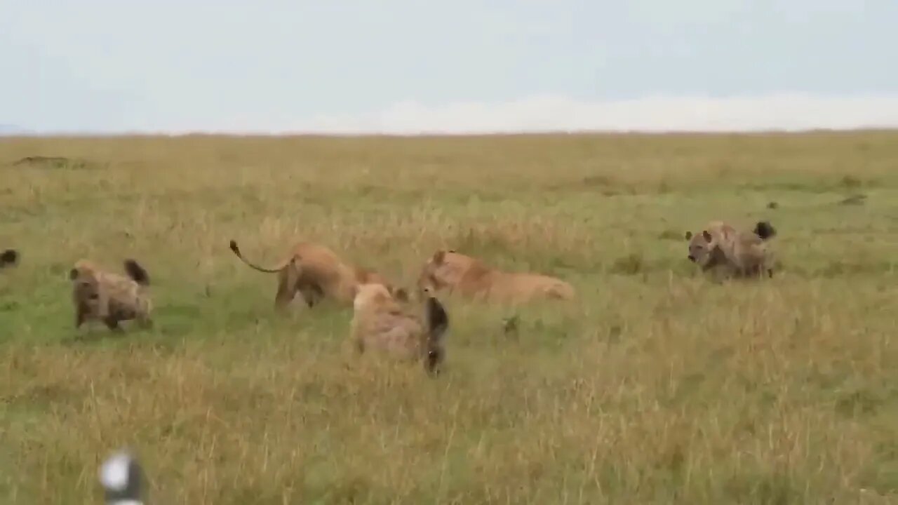 The Lion's Leg Was Bitten Off By Hyena During A Fierce Confrontation Over Food - Lion Vs Hyenas-2