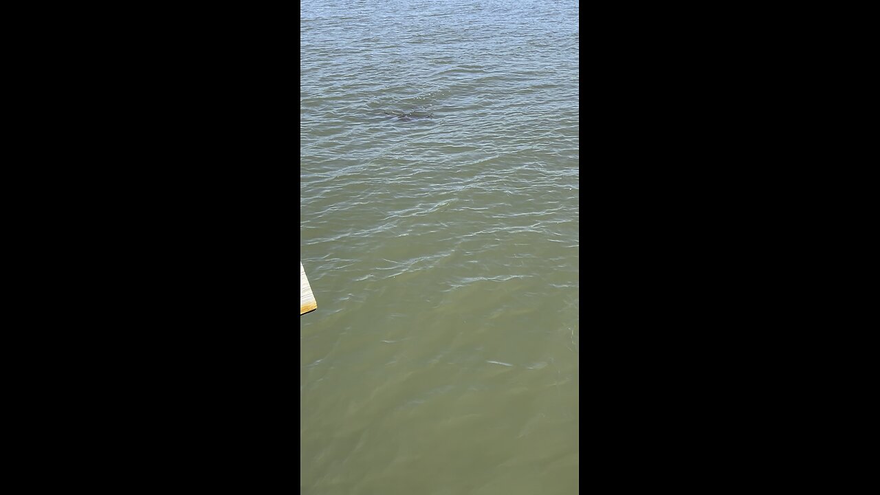 Cow Nose Rays