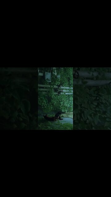 Stray Cat game Clip 1