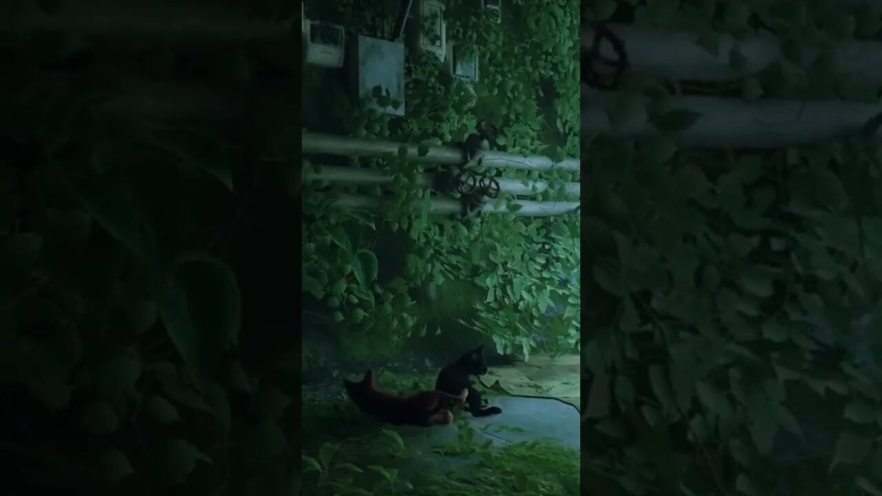 Stray Cat game Clip 1