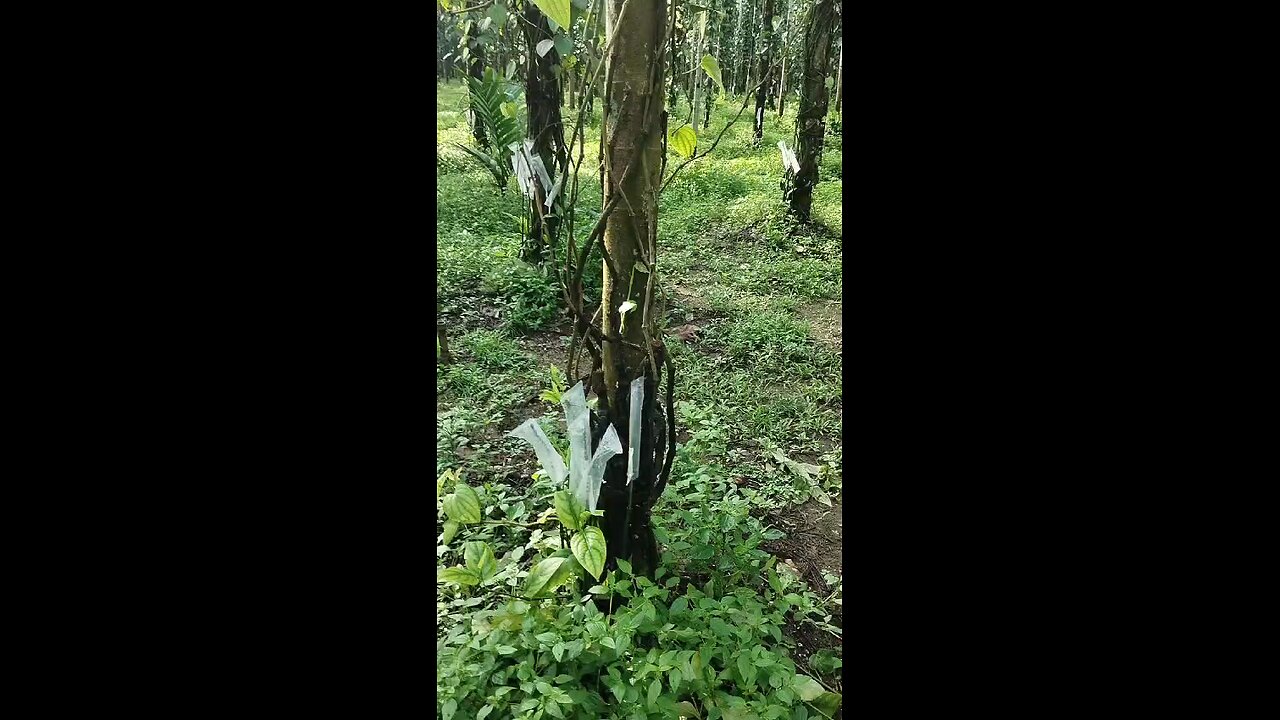 Pepper platation