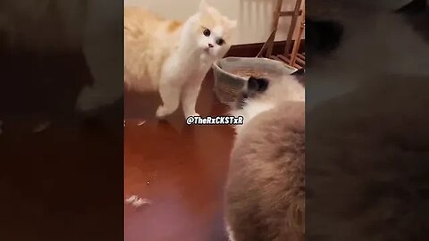 #Dogs #shorts #fyp #Dog #reels #viral #funny 69