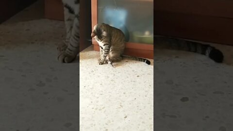 Cat Video #reels #shorts #cat