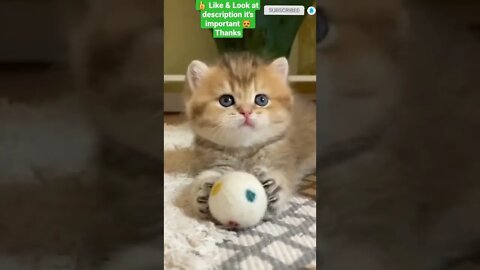 cute cat videos 😹 funny videos 😂 1155😻 #shorts