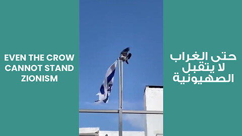 Even the crow cannot stand Zionism | حتى الغراب لا يتقبل الصهيونية