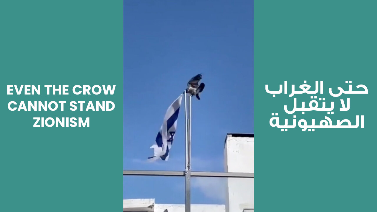 Even the crow cannot stand Zionism | حتى الغراب لا يتقبل الصهيونية