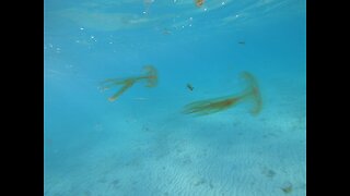 A late afternoon freedive in Bermuda