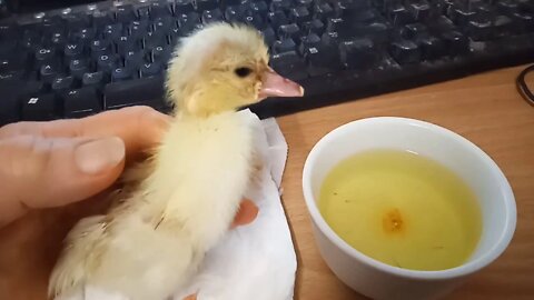 Muscovy Duckling, about 15 hours old (Video 1) 05/04/2020