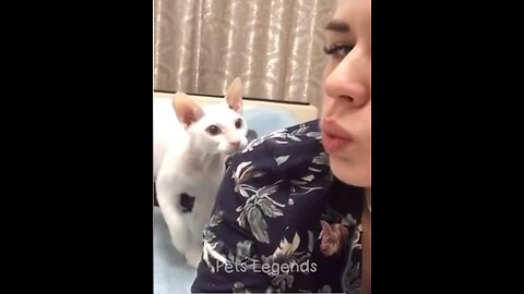 Pet funny videos