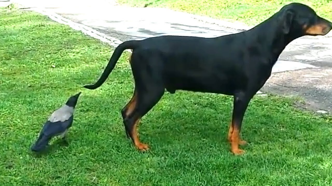 Funny Dog And Bird Who Didn't Get Along, Spend Every Single Moment Together Now