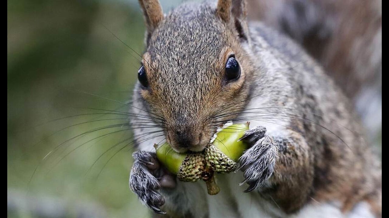 Tales of the Absurd: Venezuelan Man Allowed to Enter US Illegally, but Not His Pet Squirrel