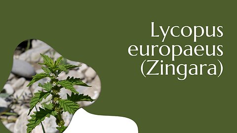 Zingara - Lycopus Europaeus