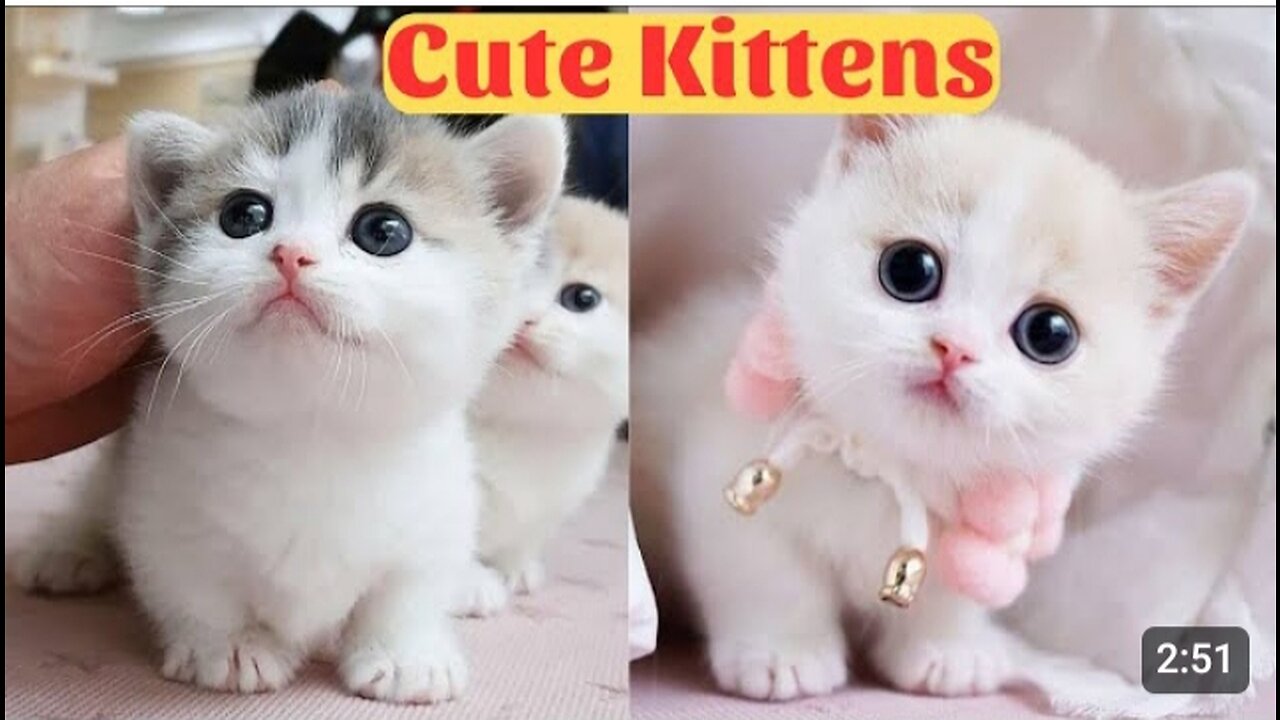 Cute baby cat