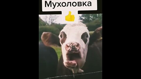 Удивительно Смешные Животные 🤣 #смешно