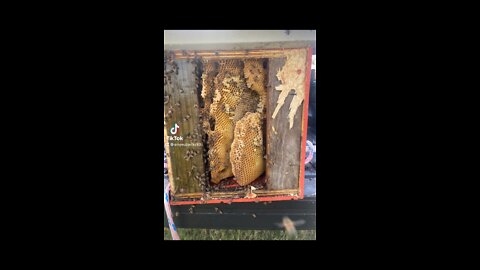 Removing Bees From Owl Box