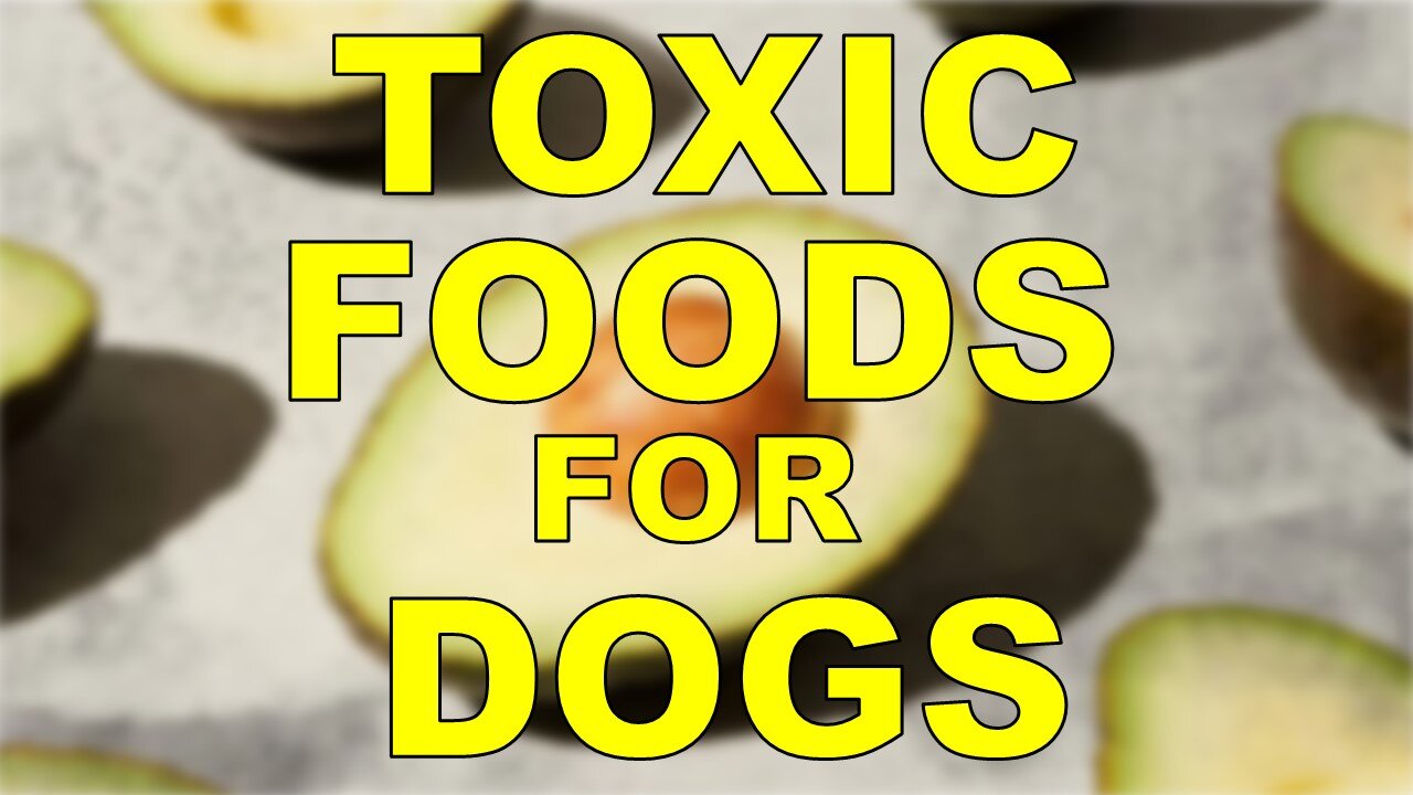 Toxic Foods for Dogs