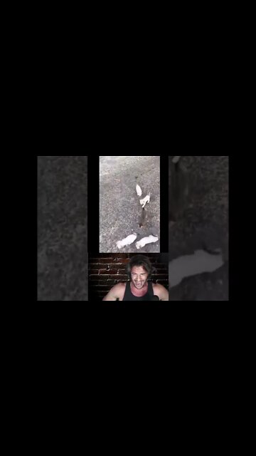 When saving one kitten turns into saving 15. #shorts