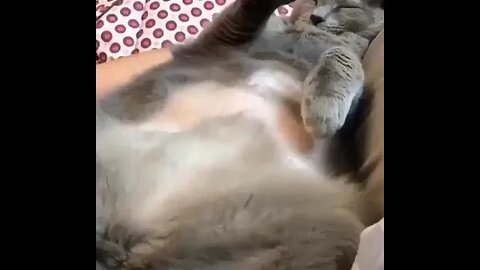 cat relax sleeping