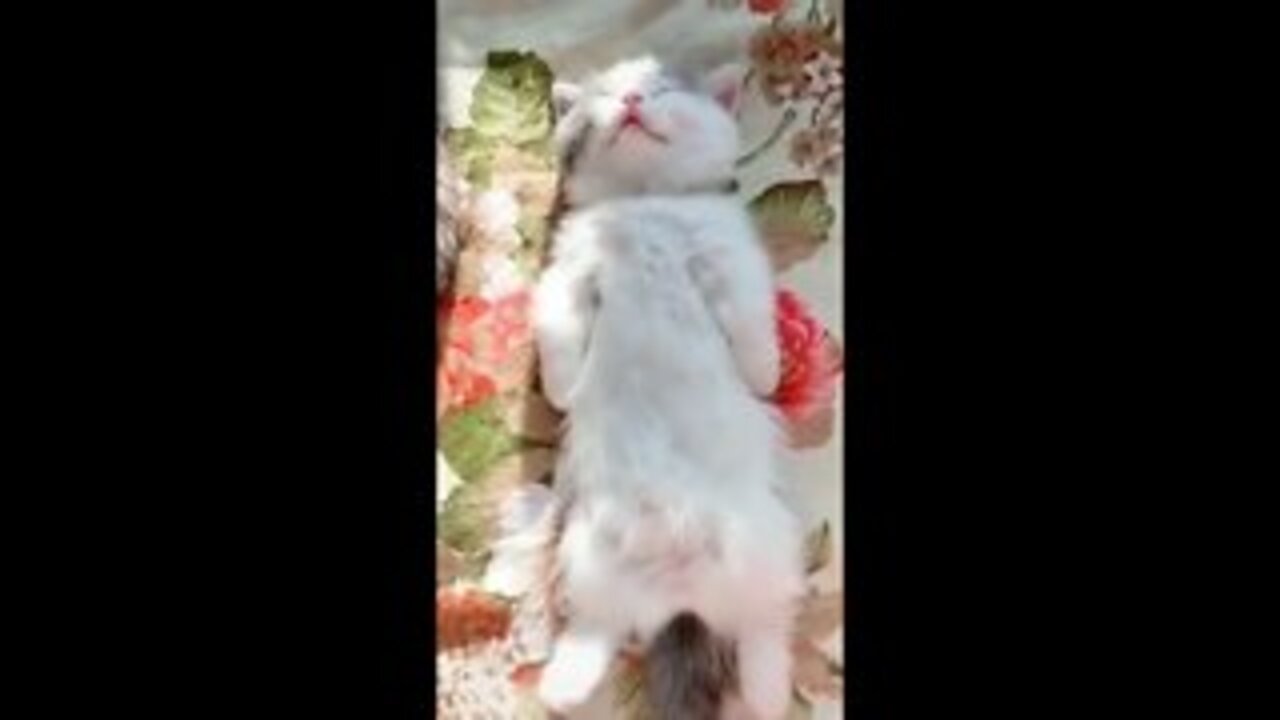 💗 Funniest Animal Video - Try Not To Laugh