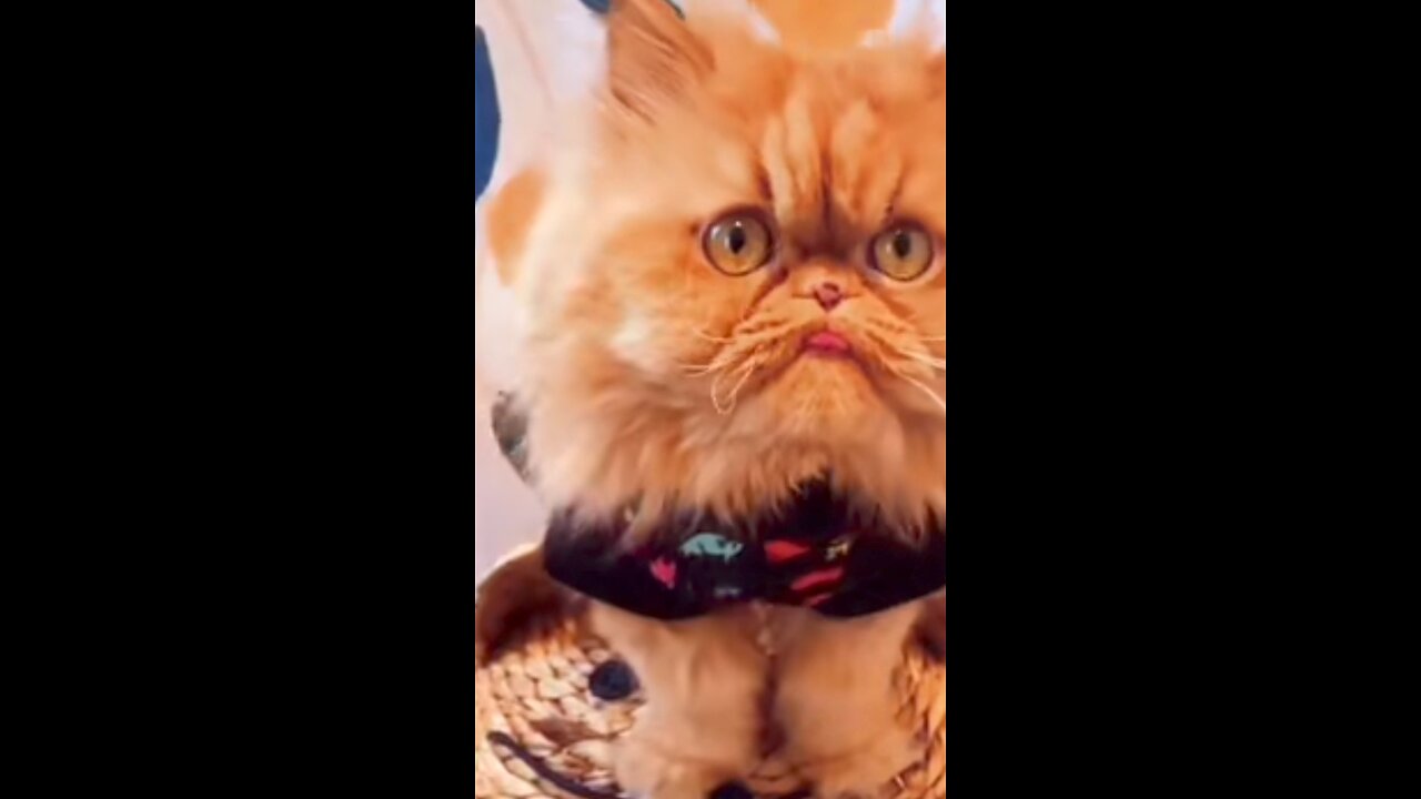 Cute cats video