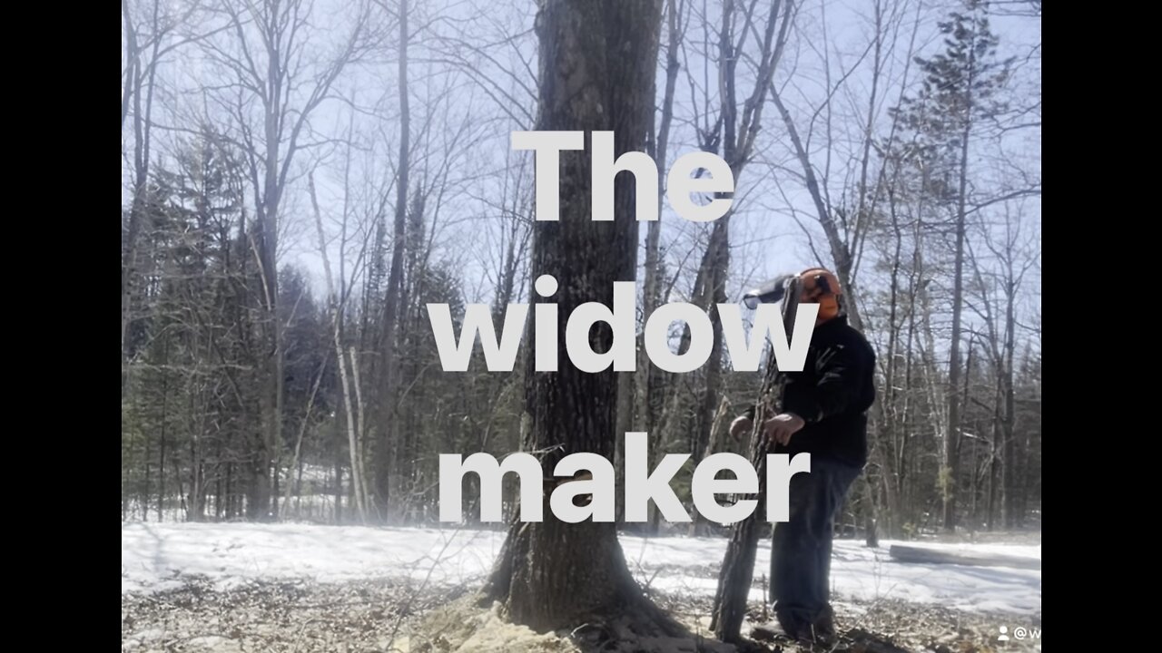 Widow maker and oak wilt tree cutting