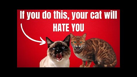 10 Signs that your Cat SECRETLY Hates YOU (Stop Doing this!)