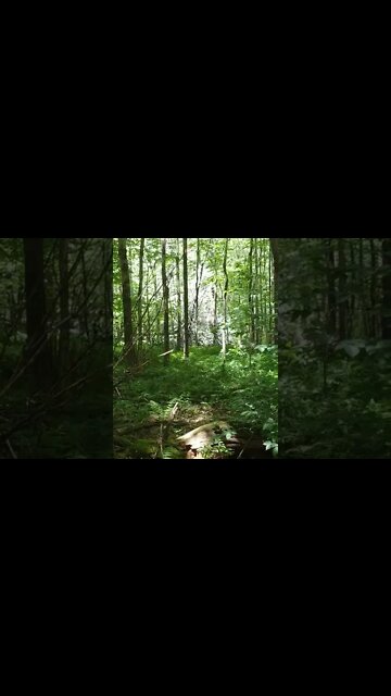 LoFi ASMR | Nature Sounds | Birds