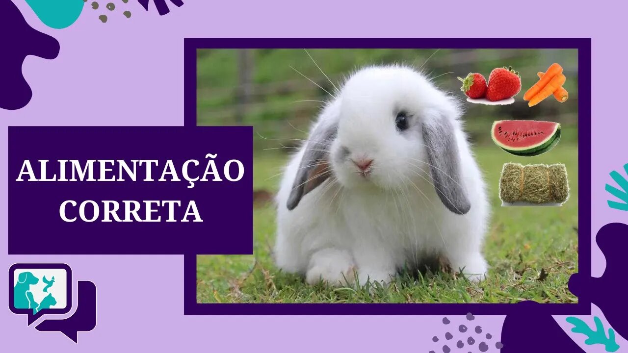 Como Alimentar o COELHO CORRETAMENTE