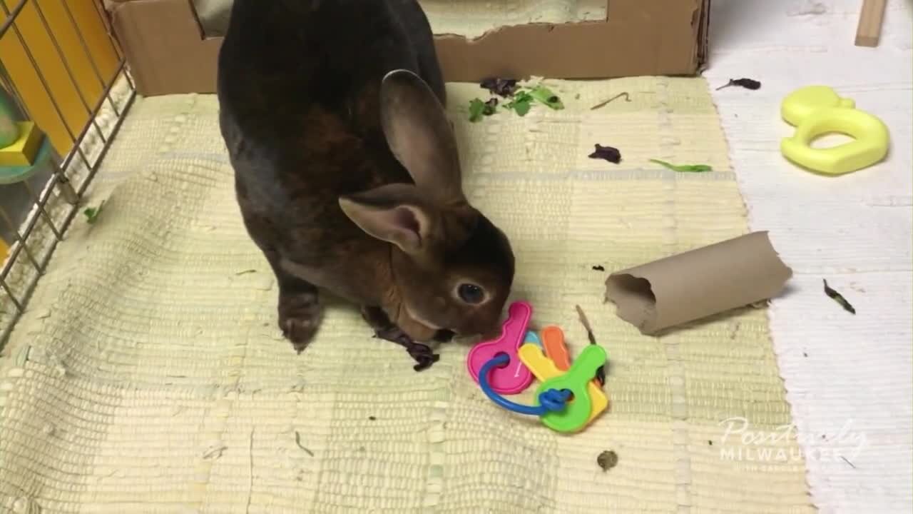 Pawsitively Milwaukee 1.15.23