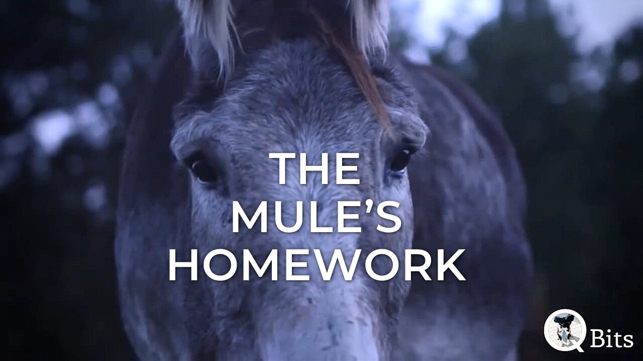 #031 // THE MULE'S HOMEWORK - LIVE