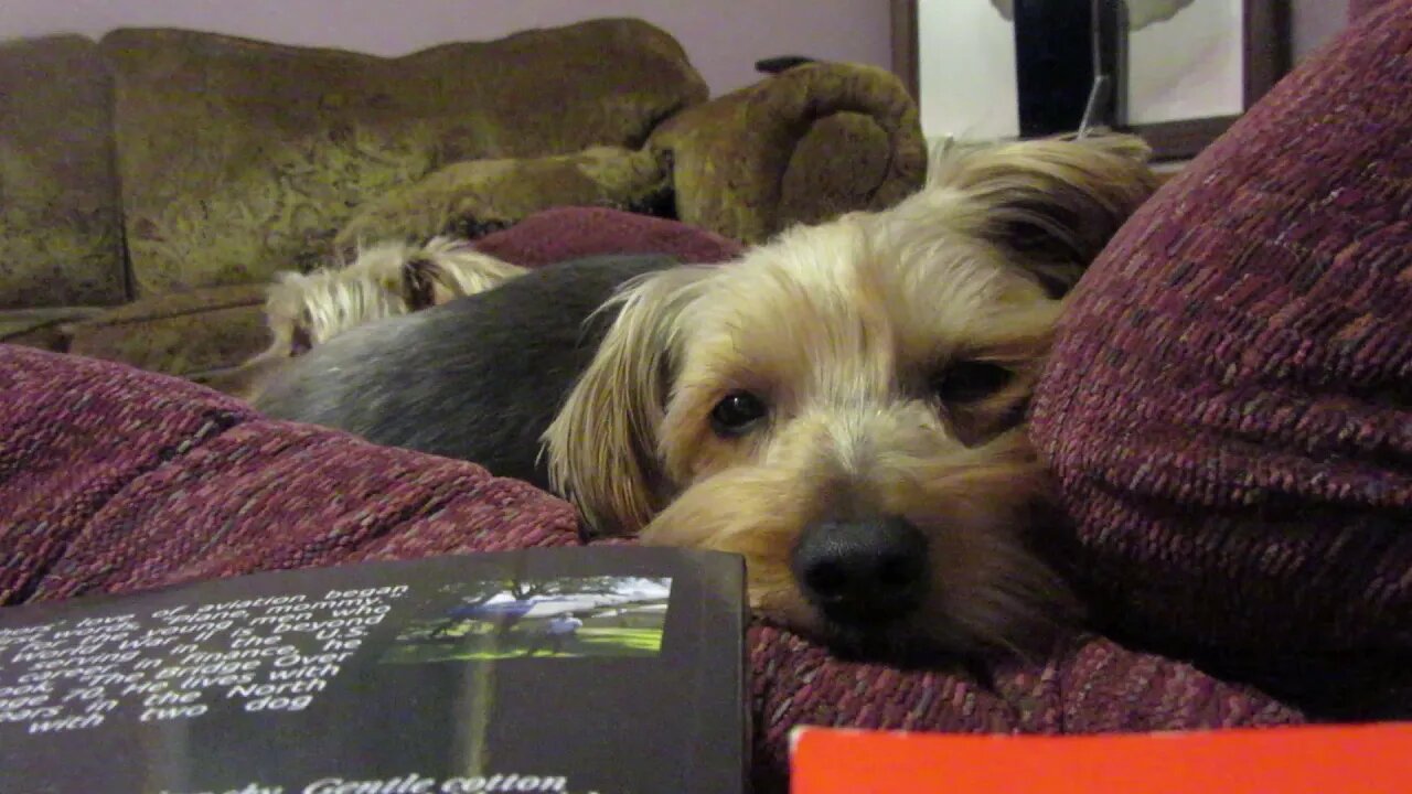 2021_0510_puppy_recliner
