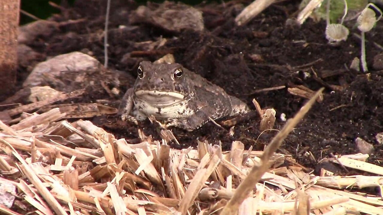 Toads Climbing and One That Takes a Shower With Drip Irrigation