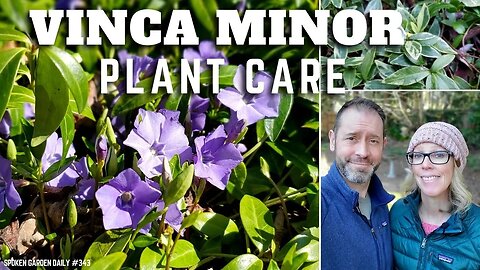 🌿 Vinca Minor Plant | Growing Vinca Minor - SGD 343 🌿