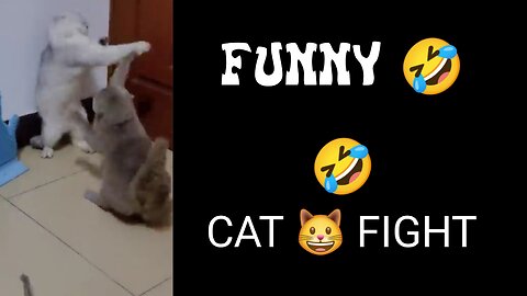 Funny 🤣 cats fight 🤪 omg 😳