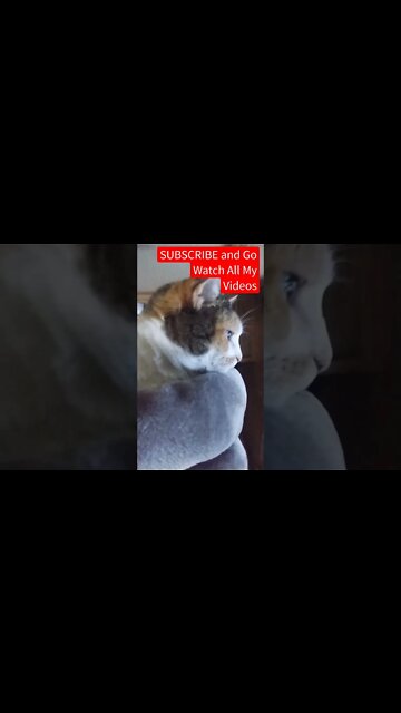 The 2 Most Beautiful Kitties On The World, Over 100 Diecast Truck Videos Go Watch Them Now SUBSCRIBE