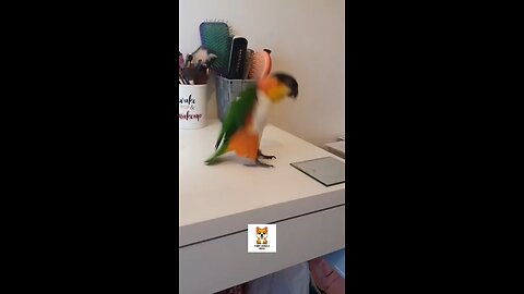 funny parrot funny cat