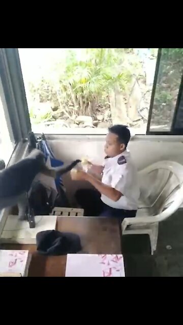 Man forced to share snack with monkey