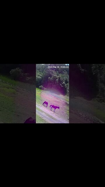 Horses caught in halo