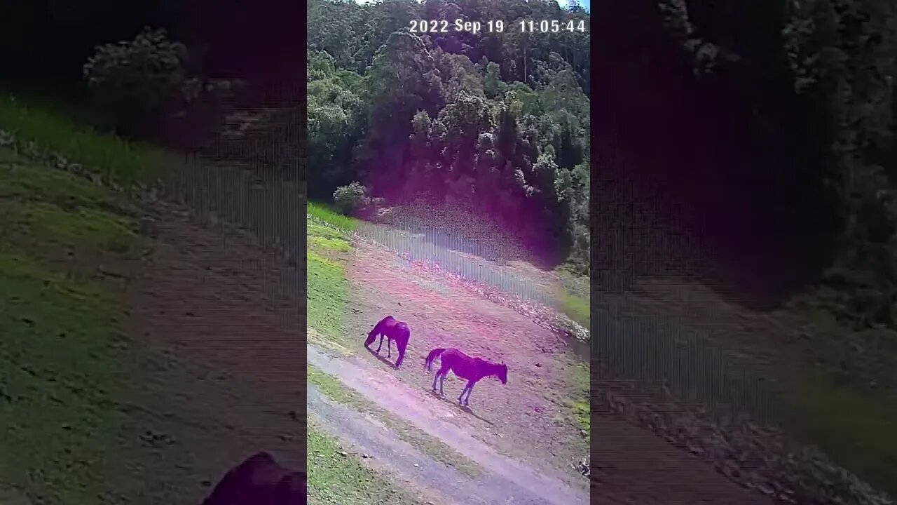 Horses caught in halo
