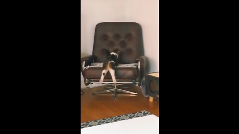 Try to not lough 🤣🤣 funny animals video 😼 2023 viral animal video 🤣🤣