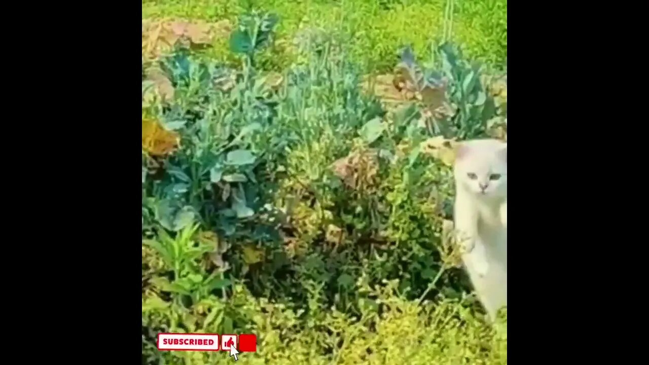 cute cat videos 😹 funny videos 😂1698