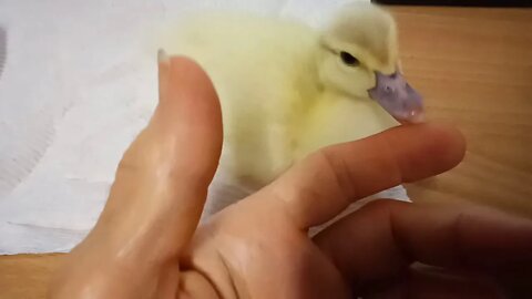 Muscovy Duckling, sitting with me for a while ( Video 10 )