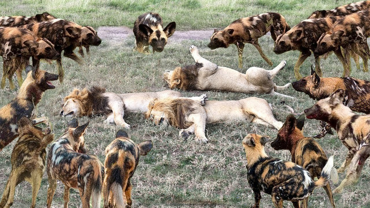 Lion Trapped by Clan of Hyenas | Dynasties