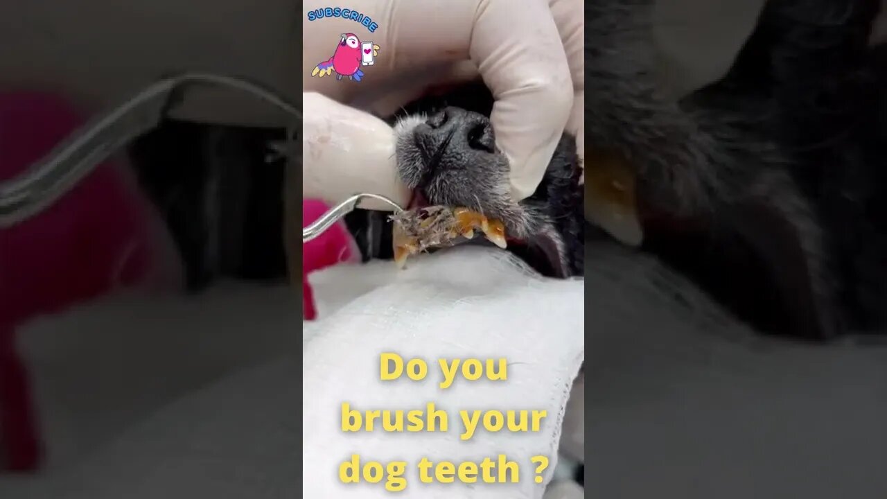 Dog Teeth Food Removal Satisfying