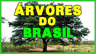ÁRVORES DO BRASIL