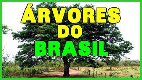 ÁRVORES DO BRASIL