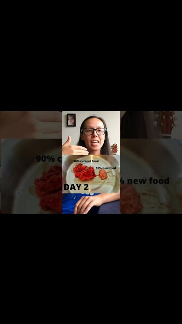 How to switch cat food WITHOUT making your cat sick #shorts