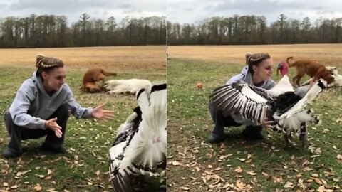 Bird - bird is hugging the owner